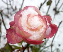 Rose im Schnee; Foto: © Sylvia Koch