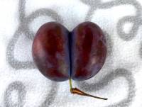 Zwillingsfrucht; Foto: © Sylvia Koch